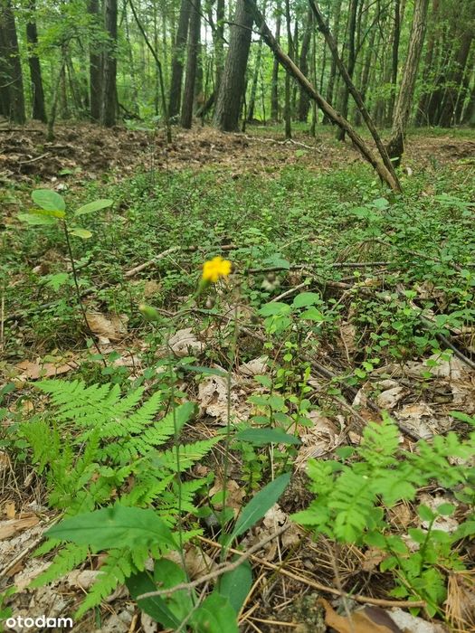Działka budowlana w środku lasu - Widok 4
