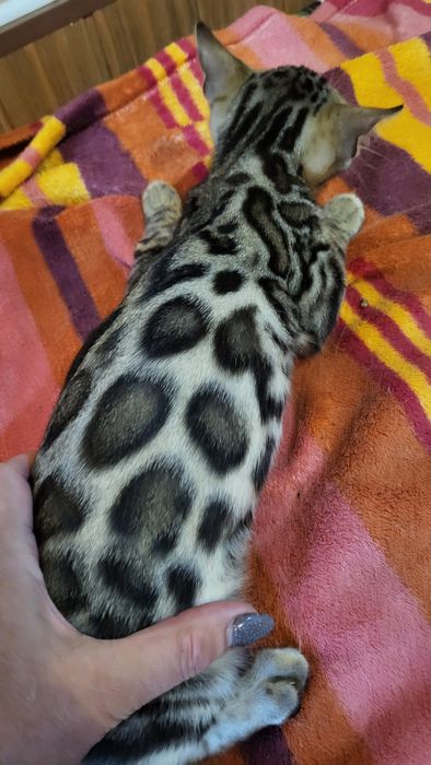 Бенгальский мальчик