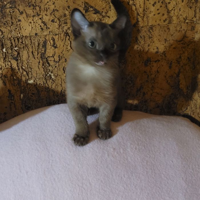 Бурма американская