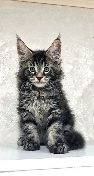 мейн-кун дівчинка дикий окрас