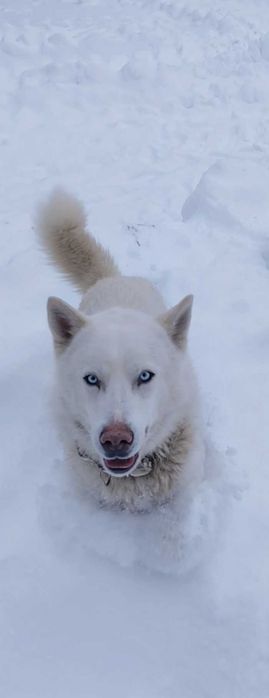 Siberian Husky oddam w dobre ręce