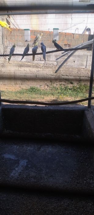 Caturras várias cores