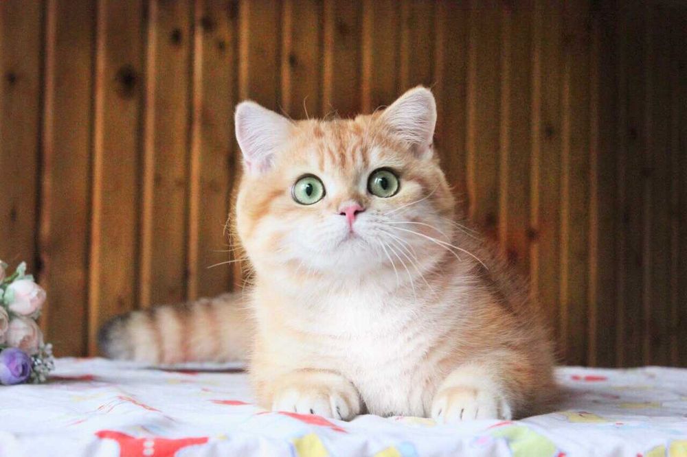 Британські котики для вас