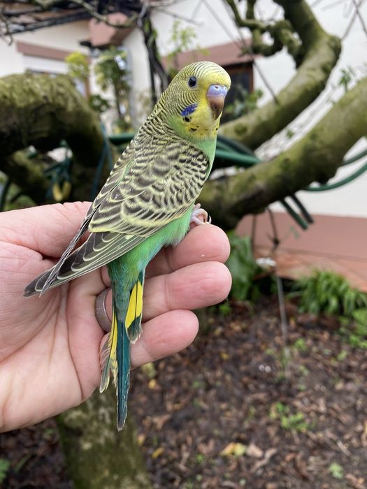 Periquito domesticado - baixa de preço