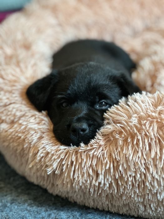 Labrador Retriever, piekna czarna suczka