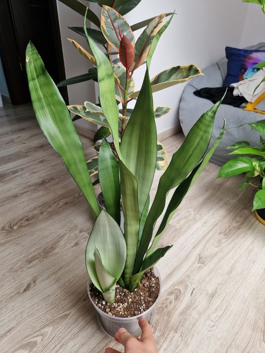 sansevieria moonshine
