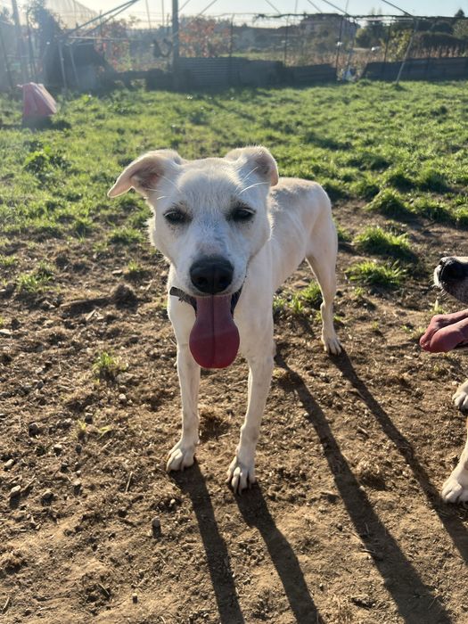 DODDY - cão para adoção responsável