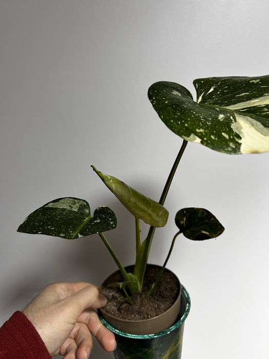 Monstera Thai Constellation