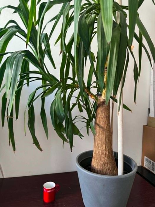 Yucca elephantipes, juka elefanta na pniu ~ 170 cm, duży okaz