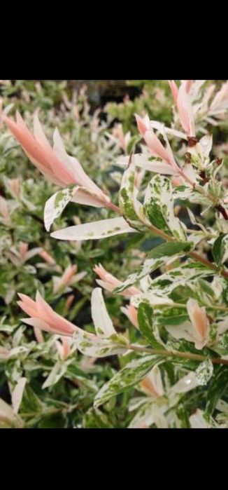 Японская ива Хакуро Нишики, кучерявая Матсудана.