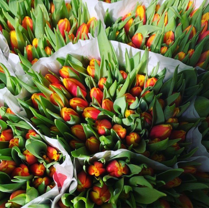 Тюльпани різниця опт