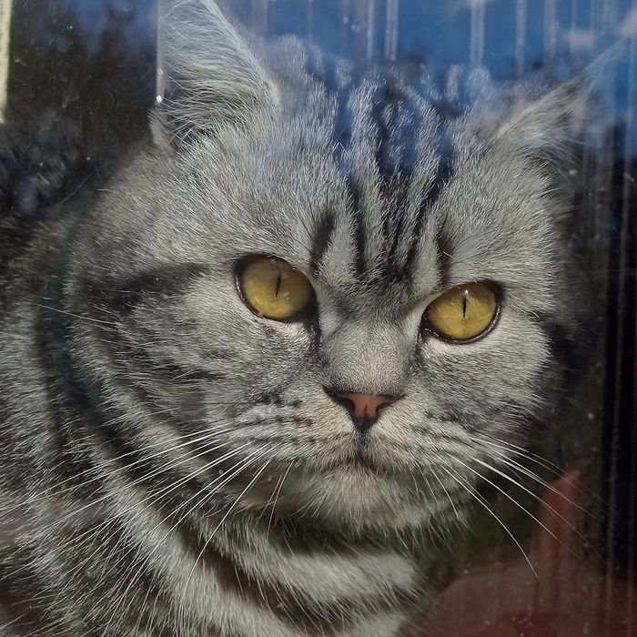 В'язка. Шотландець прямовухий мармур.