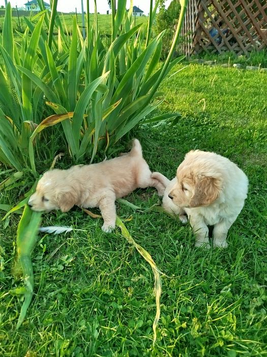 Golden Retriever szczeniaki