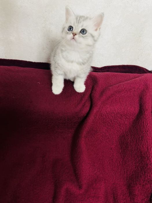 Кошенята до свята