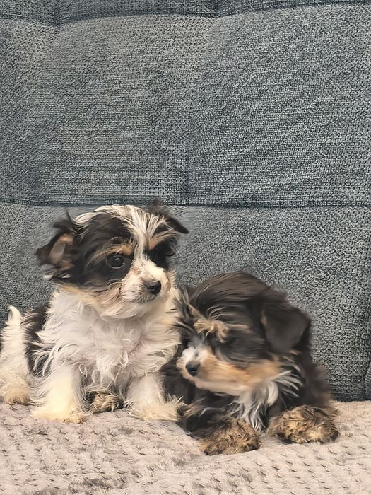 Yorkshire terrier biewer