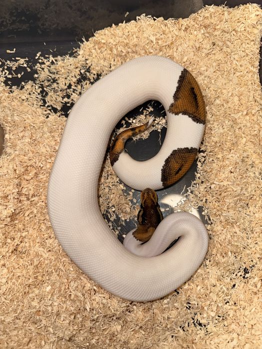 Wąż, węże samiec