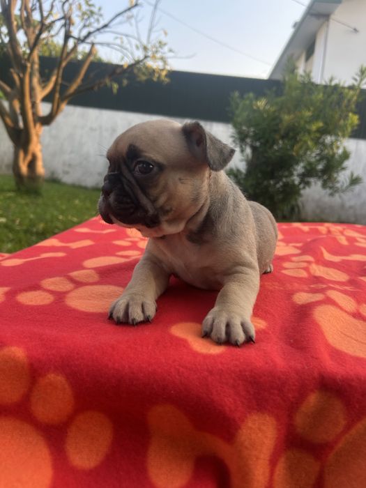Bulldog frances Menino