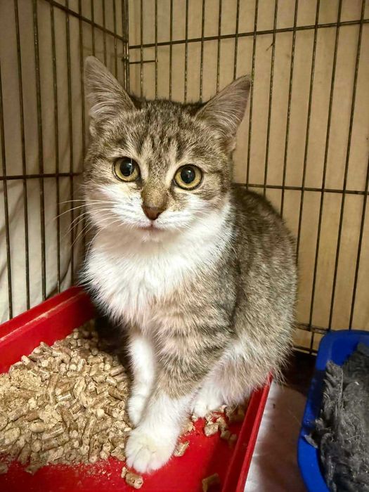 Віддам кошеня в добрі роки