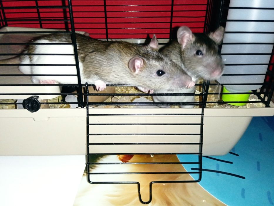 oddam szczura samca