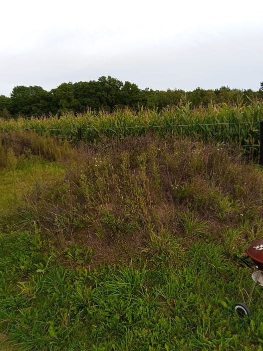 Oddam ziemię za darmo