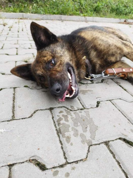 Bruno do adopcji
