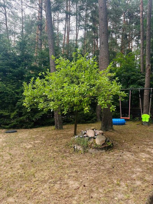 Warchały domek letniskowy