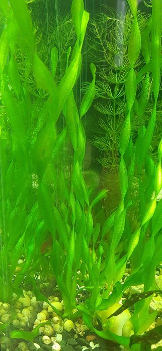 Аква рибки і рослини по доступним цінам