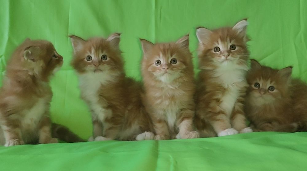 Он может быть вашим.