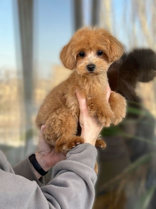 Мальтипу девочка в городе Кривой Рог