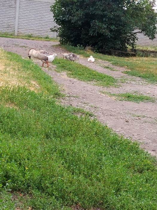 Продам пару гусей Велика Українска сіра