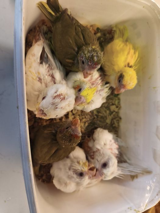 Caturras, kakarikis bebés