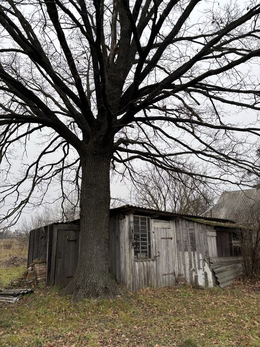 Продається будинок з землею село Ніжиловичі