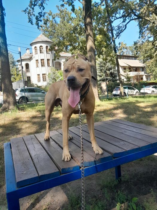 Амстаф мальчик,мальчик