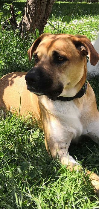 Bąbel szuka swojego człowieka