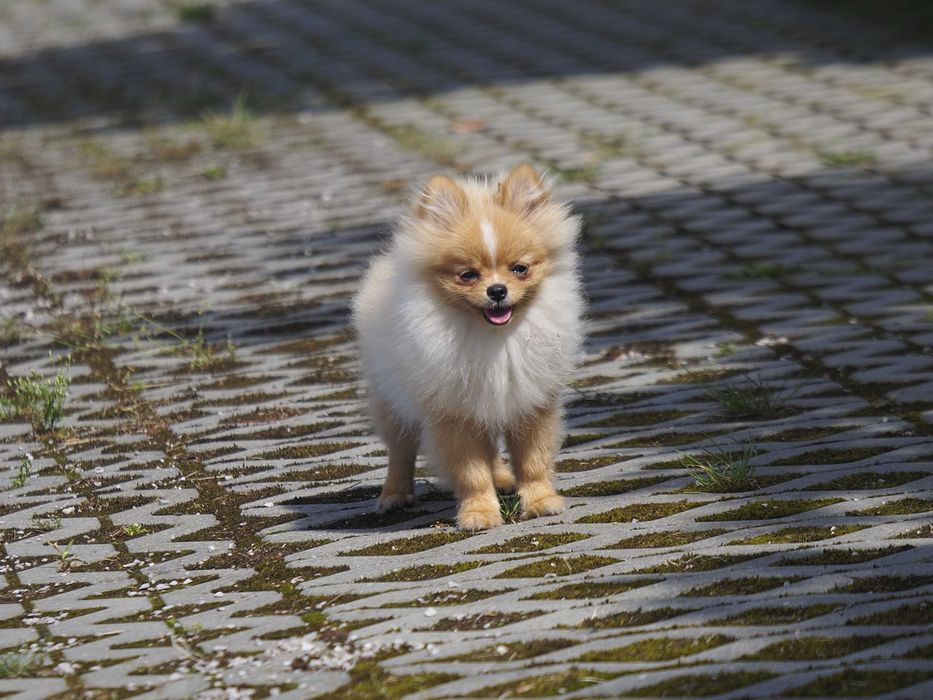 FCI# Pomeranian Szpic miniaturowy BIAŁY PIESEK