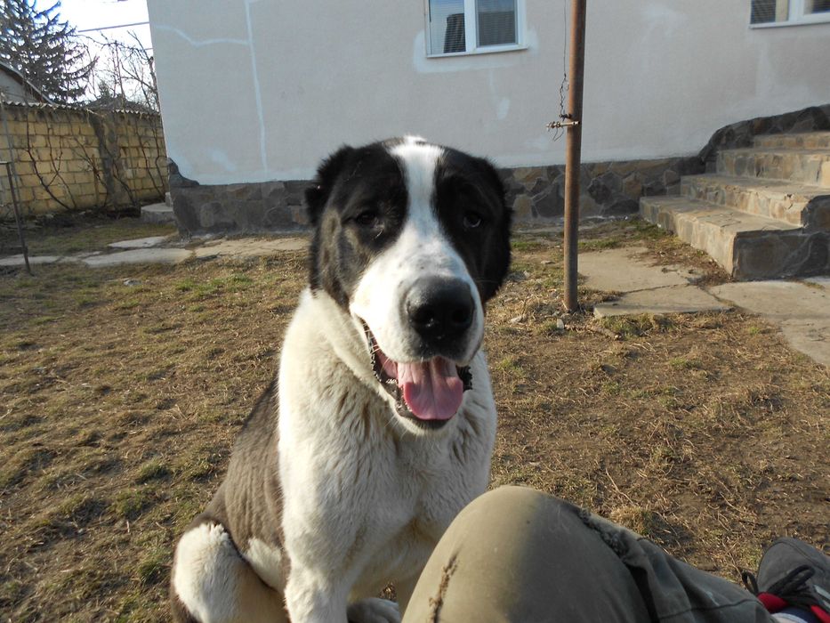 Вязка кабель алабай!