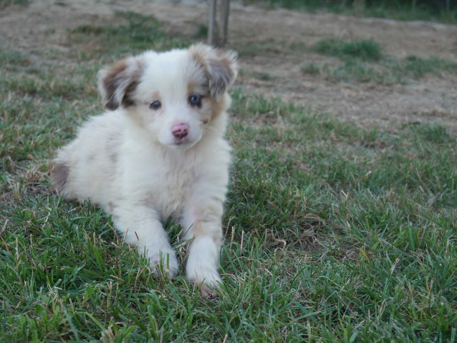 Border Collie -suczka Red Merle