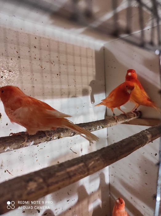 Kanarki Czerwone samce i samice