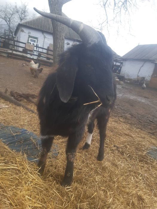 Продам козла Дніпро