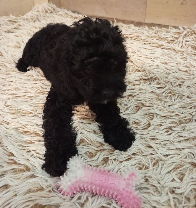 Szczeniak Cavapoo