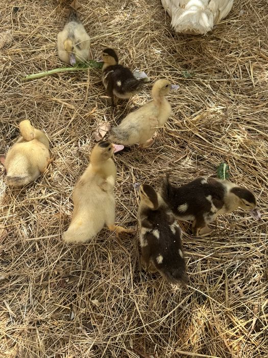 Patos Mudos Jovens
