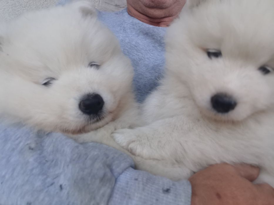 Śliczny  samojed  z rodowodem.  po super rodzicach z zagranicy