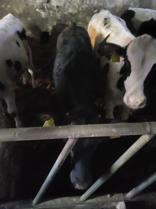 Jaloszki do dalszej chodowli