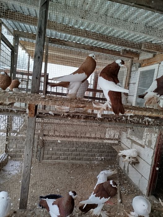 Sprzedam Garłacz czeski i pomorski