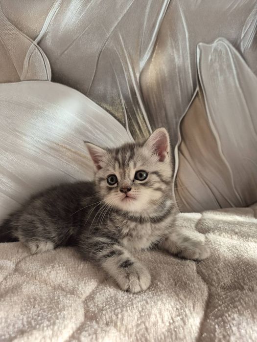 Шотландський котик
