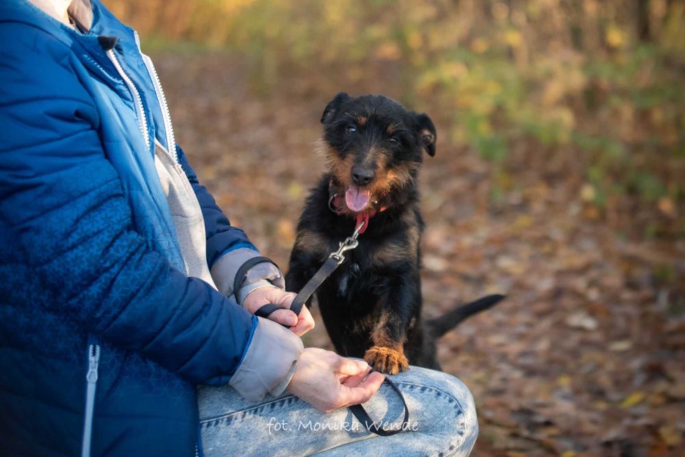 Bendżi – mały terierek z ogromną duszą czeka na swój dom