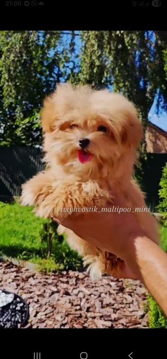 Неймовірні Мальтипу Теді в продажі ця що на фото