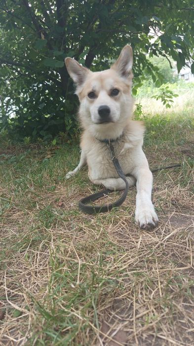 Отдам собаку в добрые руки