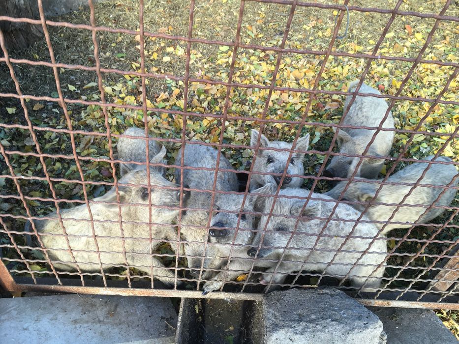 поросят венгерской мангалицы