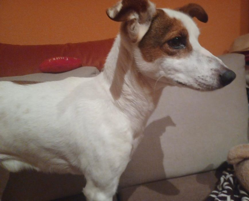 Caozinho porte pequeno para adopção